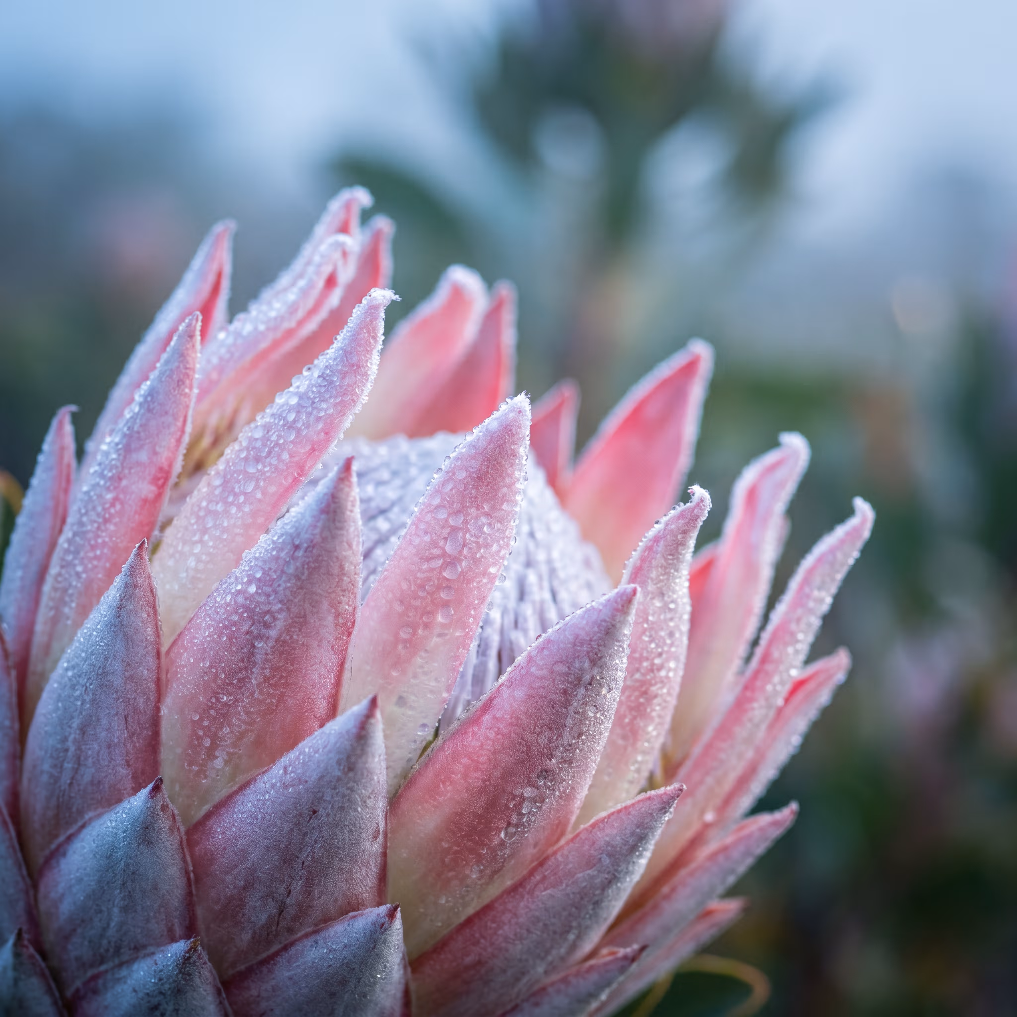 King protea bloom in macro — central crown surrounded by pink bracts.