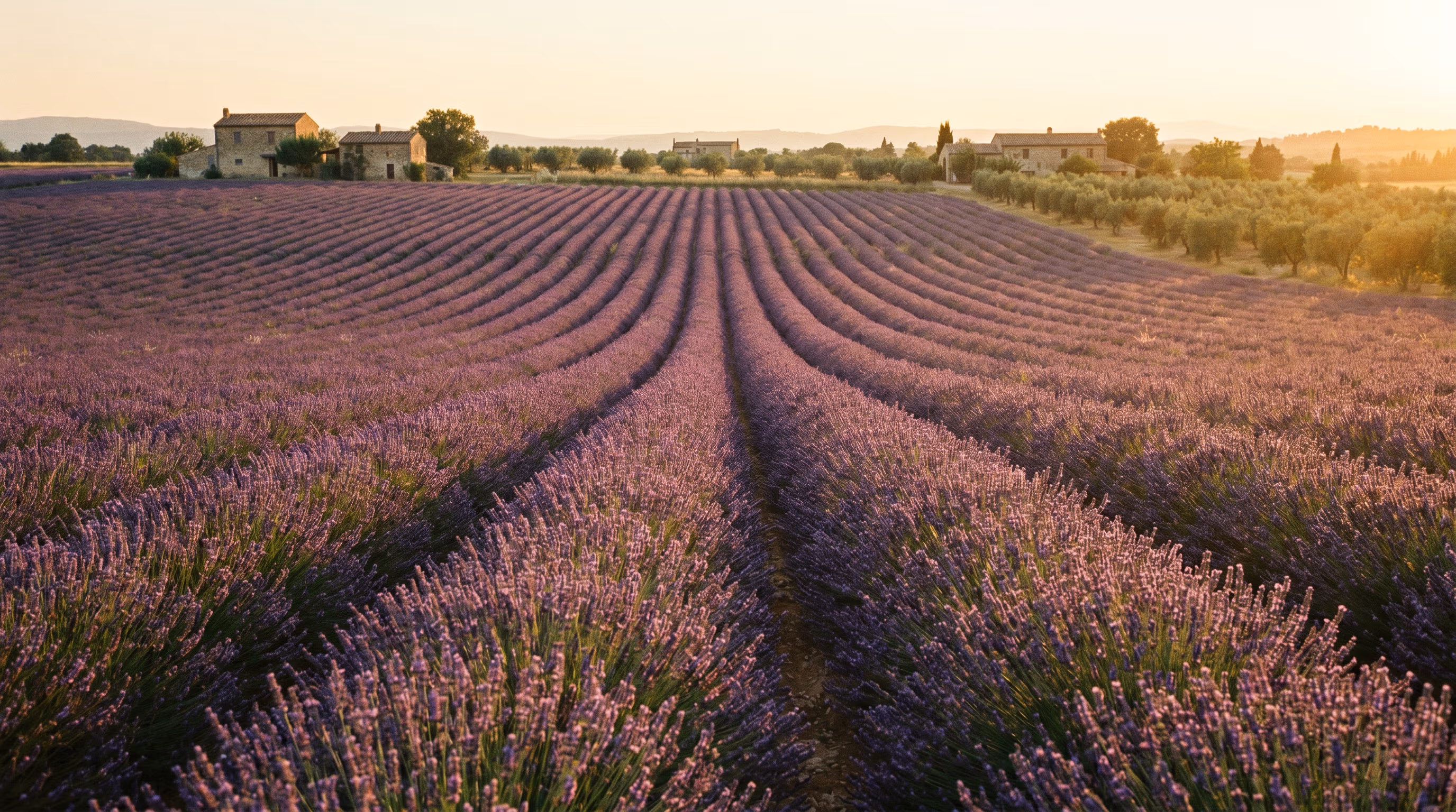 Lavender field at golden hour — silver-violet rows backlit by low sun.