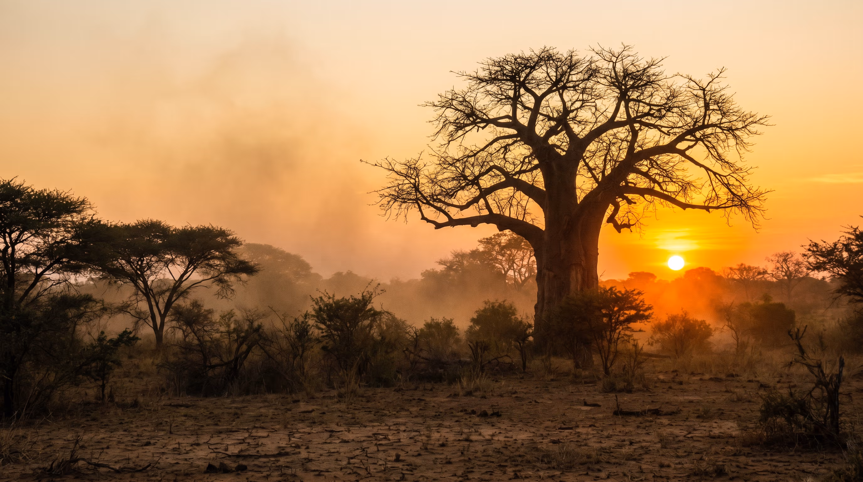 An ancient baobab silhouetted against a Limpopo sunset.