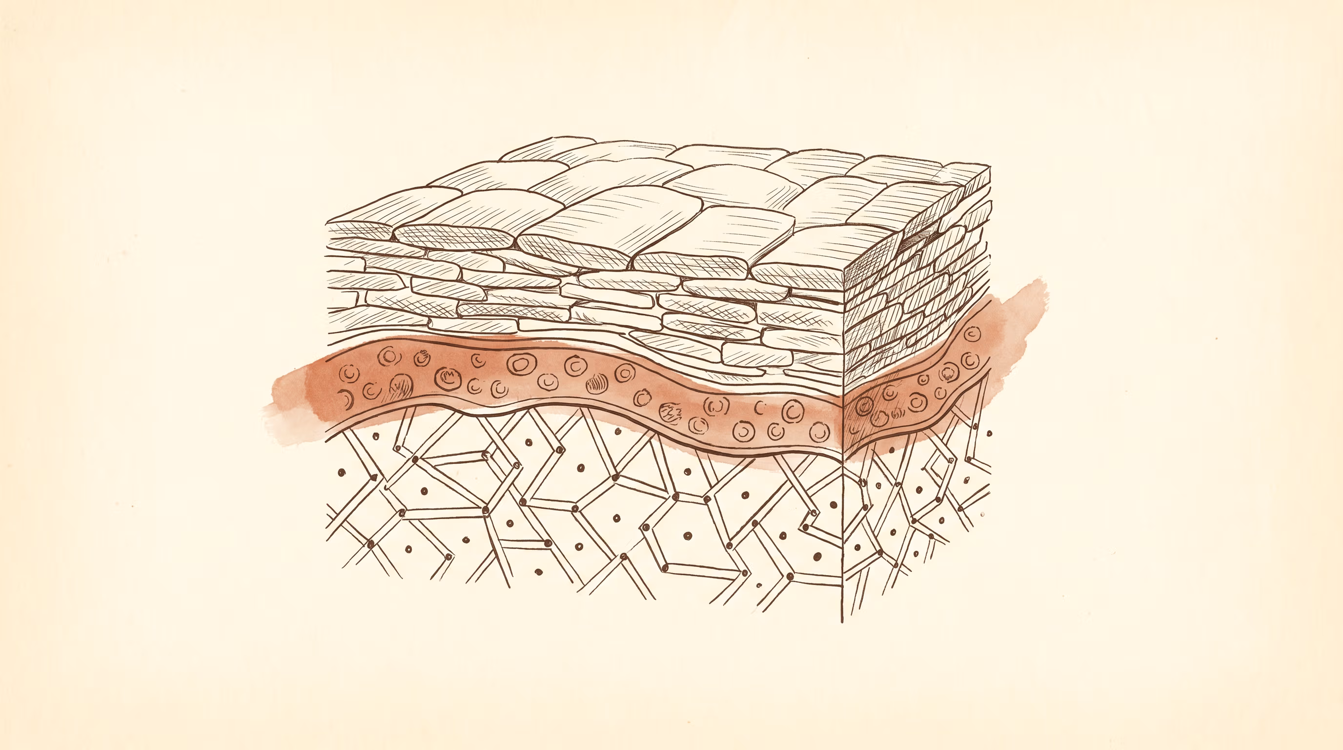 Cross-section illustration of the skin barrier — the stratum corneum, lipid lamellae, and the layers beneath.