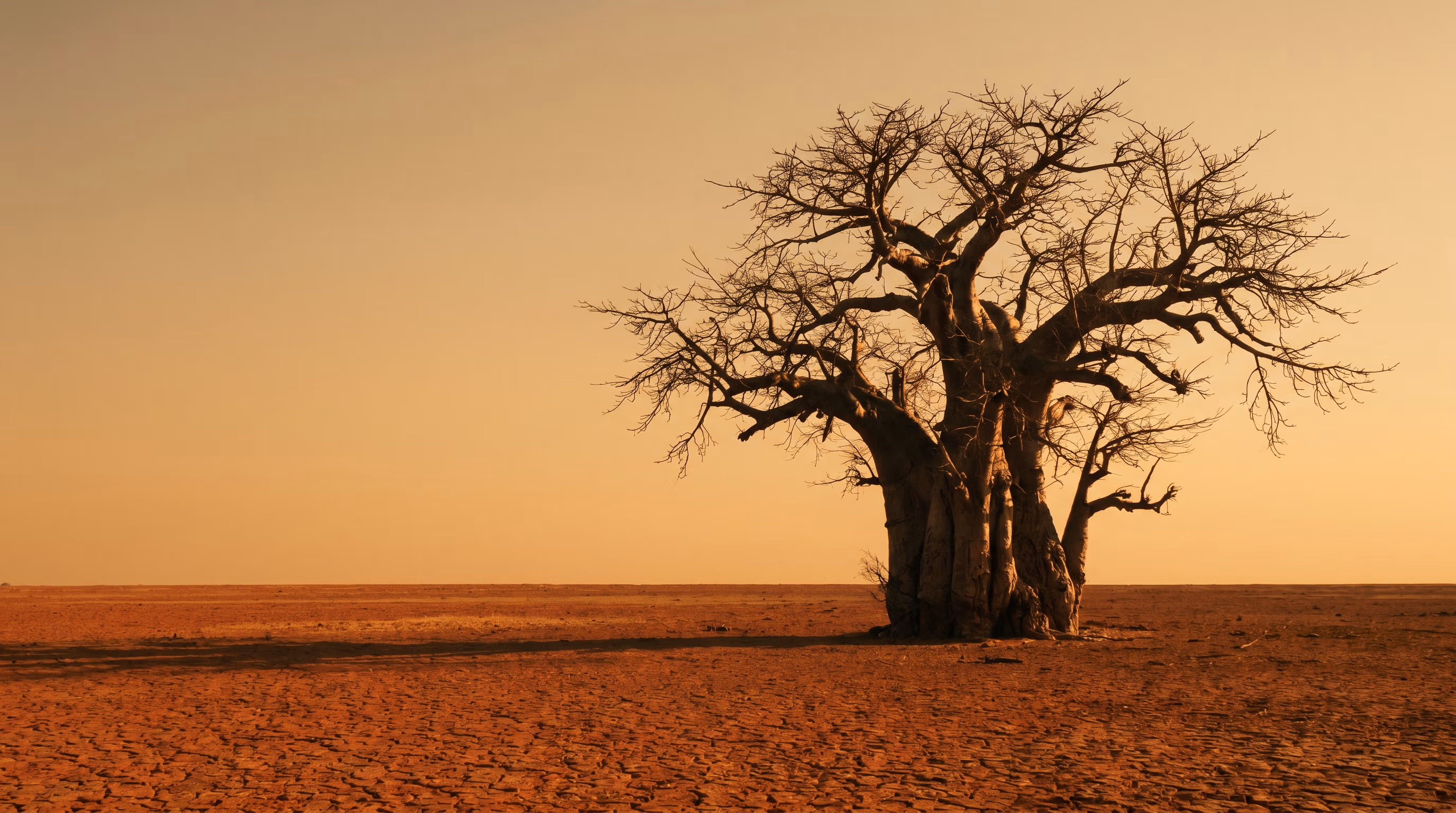 An ancient baobab tree in the Limpopo — the source region for our baobab oil, and a symbol of botanical longevity.